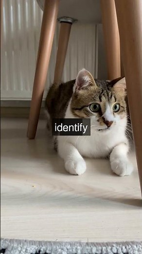 The Amazing Sense of Smell in Cats Did you know cats have a superpower Their sense of...
