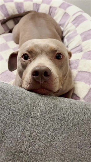 Adorable Pitbull Rescue Puppy Moments