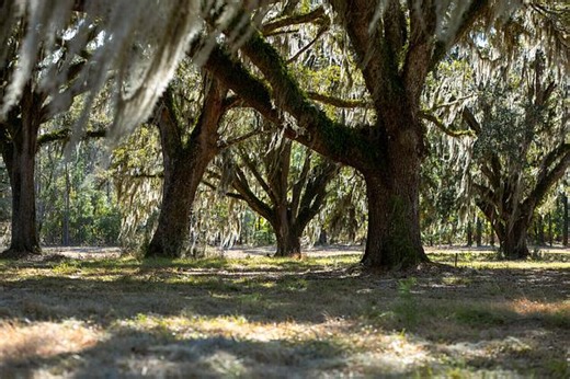 5 Mauricena Rd, Georgetown, SC 29440 | Estately 🧡 | MLS# 26000368