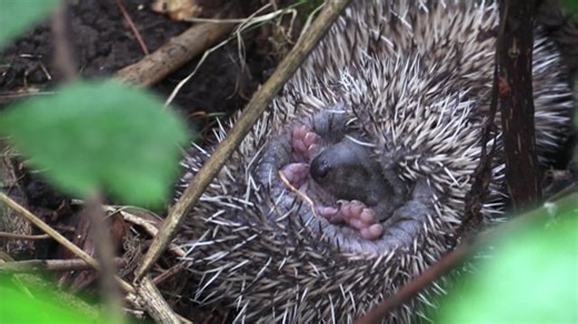 Egel Baby Aansporing - Free video on Pixabay