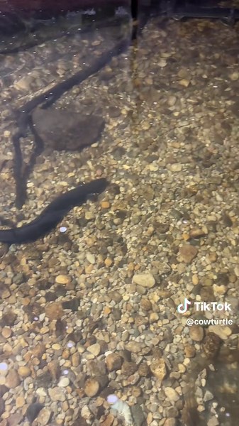 Eel pit! The blue crabs, sunfish, freshwater drum and Garlic all made appearances. #aquariumfish #rarefish #pondfish #eelpit #coldwaterfish #koipond #sturgeonpond