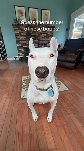 I got 67 what about you #noseboops #boops #meme #funny #cute #doggy | MisterMainer