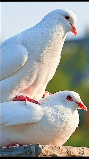 Coo-coo Facts about Doves #dove #birds #animals #pets