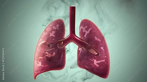 Visualize the harmful effects of smoke on lungs and respiratory system