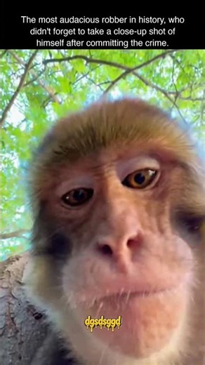 Cheeky Monkey Steals Camera & Takes a Selfie! 🐒📱