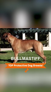 These Dog Breeds Take Guard Duty Seriously 🐾 | Dogumentary TV