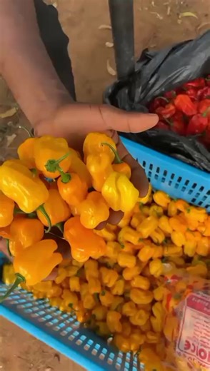 Delicious Habanero Peppers at Oyarifa