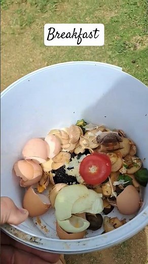 The Weird World of Off-Grid Chickens