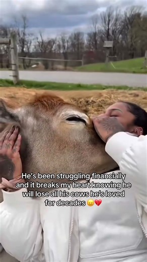 Please share and comment something to help boost this post ❤️🥹 #cows #cattle #animalsofig #ranch