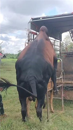 Cow Breeding Tips for Beginners 🐄 #AnimalBreeding #CattleCare #LivestockTips