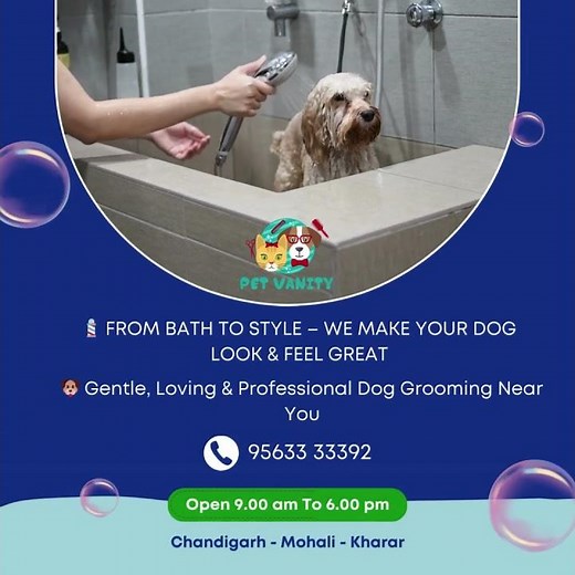 🚐 Mobile Pet Grooming – Grooming at Your Doorstep 🐾 | 🏡 Comfort of Home – No travel, no stress!