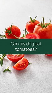 Can dogs eat tomatoes? Let’s talk! 🐶 In moderation, ripe tomatoes can be a tasty, nutrient-packed treat—loaded with vitamins, minerals, and lycopene to support heart health, immunity, and a normal inflammatory response. Just skip the green parts (those are a no-go)! Who has a pup that loves a tomato snack? 👇 #DogNutrition #HealthyPets #pawTreeTips #pawTree #DogsHealth | pawTree