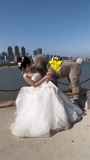 大憨憨有自己的主意了#快手宠物天团_3xhgkzqr4k4xhcc #dogoftheday #doglover #dogsarefamily #doglife #petsofinstagram #cutedog #reels | Coco Poodle