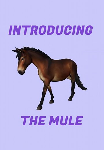 Adorable Mule and Horse Friendship Revealed