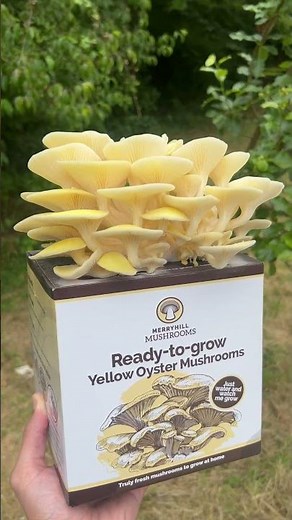 Yellow Oyster Mushroom Growing Kit