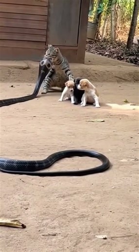 Fierce Cat Attack 🐱🔥🐍