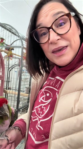 First day back at the rescue since surgery. 💚 I only stayed for a couple of hours to help Shaun, but I had to spend a little time with this girl. This is Tinkerbelle, our Military Macaw. She is genuinely one of the sweetest Militaries I’ve met. She’s curious, attentive, and really tuned in to what’s happening around her. Very tender, very present, and very interested in people in a way that honestly isn’t always typical for the species. I grabbed a quick 30-second video with her today because s