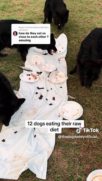 12 perros disfrutando de su dieta cruda juntos