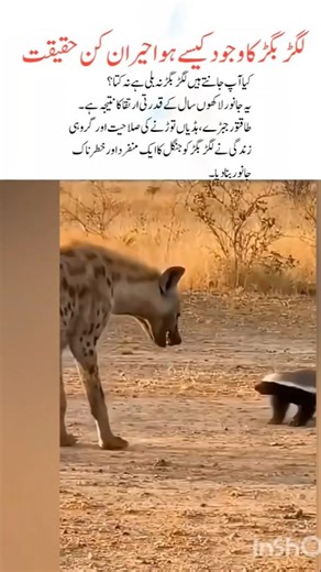 How Did the Hyena Come Into Existence?#hyena#naturefacts#wildlife#nature#shorts