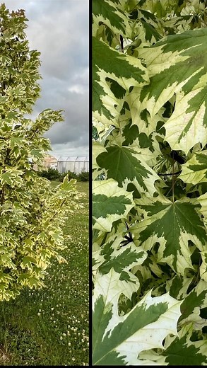 🍃 Acer platanoides ‘Drummondii’ – გამორჩეული დეკორატიული ნეკერჩხალი 🍃 თუ ეძებ მცენარეს, რომელიც ეზოს ან ბაღს სწრაფადვე აქცევს განორჩეულად – ეს არის Drummondii 🌿. მისი გამორჩეული ხიბლი სწორედ ორფეროვან ფოთლებშია: მუქი მწვანე ფონი და ნათელი თეთრი/კრემისფერი ქმნის საოცარ ეფექტს, რომელიც შორიდანაც კი ჩანს . ✨ რატომ ღირს არჩევა? ✔ სწრაფად იზრდება და ქმნის ლამაზ, ჰარმონიულ გვირგვინს. ✔ გამძლეა ქალაქის პირობებში – გაუძლებს ჰაერის დაბინძურებას. ✔ იძლევა ბუნებრივ ჩრდილს და ამავდროულად დეკორატიული ეფექ