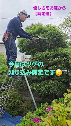 Celebration! 10k Views: [Boxwood Trimming and Pruning] A detailed guide for beginners to learn th...