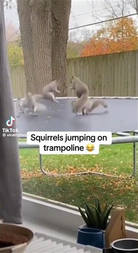 Cute #cute #funny #comedy #shortsfeed #shorts #funnyvideo #hilarious #shortsvideo #short #animals
