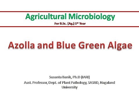 Azolla and BGA | Azolla and Anabaena azollae symbiosis | Symbiotic nitrogen fixation | Biofertilizer