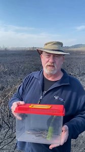 Our Chief Exec, Brian Bleese has spent the day on our Upton Heath nature reserve seeing the devastation the wildfire has caused across the nature reserve. A huge thank you to DWFireRescue for controlling this fire, and of course, to our nature reserves team, volunteers, and everyone else involved in helping to assess the damage and aid in the recovery of injured animals. ~ Jack | Dorset Wildlife Trust