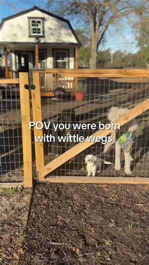 Small ppl probs #smallbusiness #dogboardingbusiness #doggiedaycare #floridadog #doglife 🐾🩷