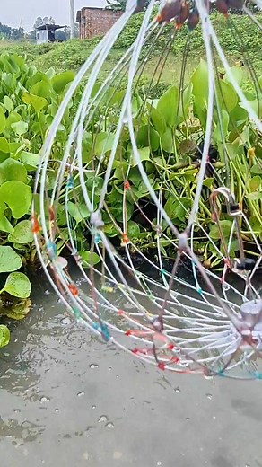 323K views · 1.4K reactions | Unbeleivable Fishing trap by using unique net to catch carp fish from wetland #reels #fishing #fish #fishinglife | Planet Fish | Facebook