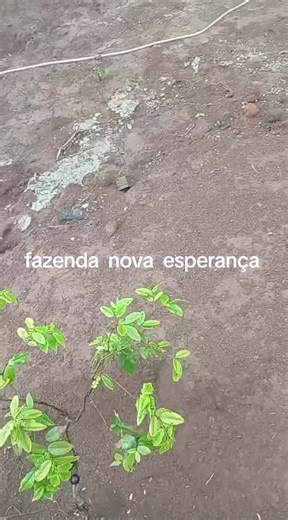 @Edmilson ' Sousa 95🇺🇲🇧🇷 (@edmilson.sousa.95)’s videos with som original - @Edmilson ' Sousa 95🇺🇲🇧🇷