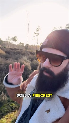 Rock ‘n Roll Birder | Matt Spracklen on Instagram: "One of the UK’s tiniest birds with one of the biggest voices! 🎶 This is a Firecrest singing. 🔥 A rare and stunning sight in the UK although this actual Firecrest was in Spain. A high-pitched song, often heard in mature woodland and coniferous forest. Who’d like to hear (and see) it compared with a Goldcrest? Have you ever heard (or seen) a Firecrest in the UK? 👀"