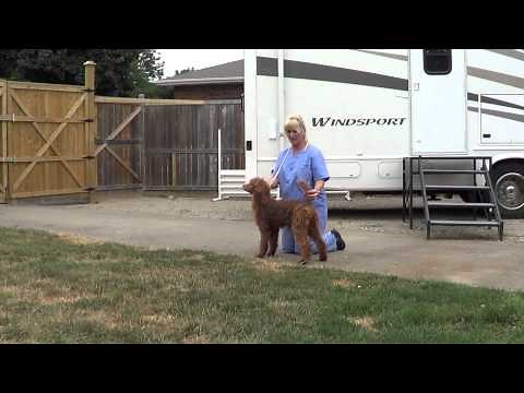Poodle puppy training for showing conformation