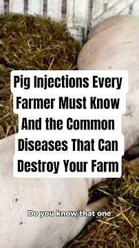 Pig Injections Every Farmer Must Know And the Common Diseases That Can Destroy Your Farm