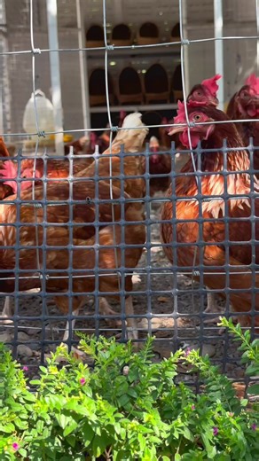 ร้านเปิดทุกวันนะคะ แวะมาเที่ยวถ่ายรูป เชคอินกันได้เลยค่ะ🫶🏻💕🎀#nmodcafe #น้องมดไก่ไข่อารมณ์ดี #คาเฟ่ใกล้ตลาดโอ๊ะป่อย #สวนผึ้งราชบุรี #Bakery