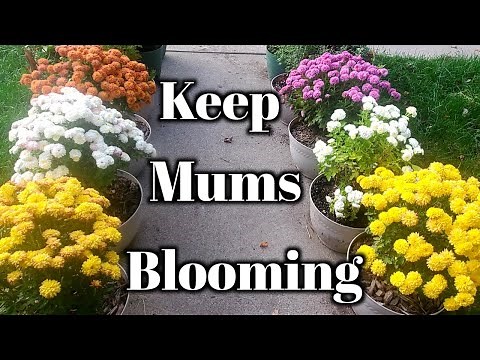 Complete Fall Mums Bloom Care Guide- Mums That Keep On Giving
