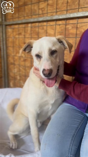 65K views · 1.7K reactions | Prosíme za krásneho Mavericka❤️‍啕...