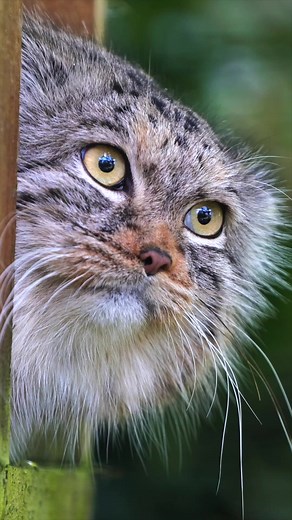 236K views · 15K reactions | POV: You're spying on your neighbour  藍 #spy #pallascat #smallcat #funny | The Big Cat Sanctuary | Facebook