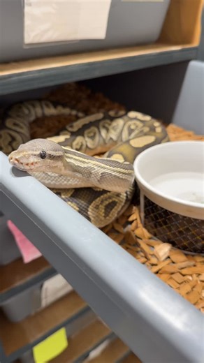 TriggReptiles on Instagram: "Cleaning tubs and checking on big females we are breeding this season!! This girl checking to see if there’s anything to eat! 😂 • • • • • #hypoballpython #orangeghost #hypoclown #blackpastelhypo #2026breedingseason"