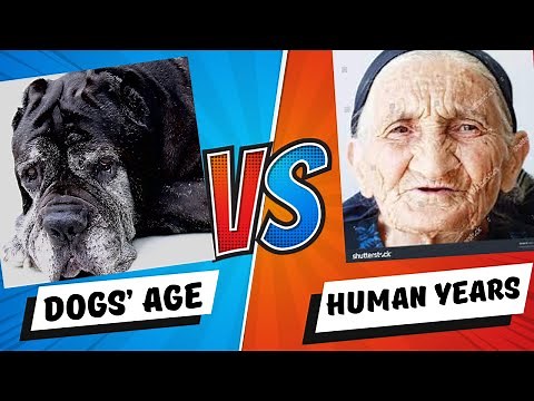Dogs' age in Human Years by size