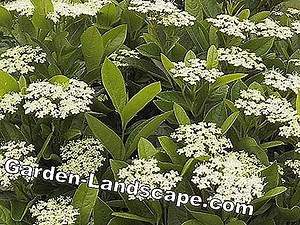 Other: Easy-Care Flowering Ground Cover - My Beautiful Garden | 2025