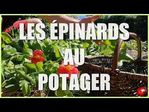 LES ÉPINARDS AU POTAGER [Tuto] - C'est maintenant !