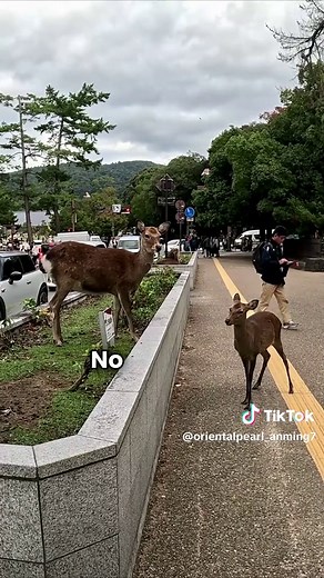 Culture Shock in Japan: Tourist Reactions and Surprises