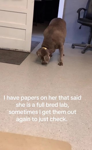 Most labs are in full blown hunting season…then there is Birdie. #lab #huntingtiktok #huntingdog