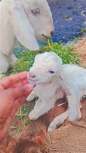 Allah Hoo 🤗👑 muslim song video 🕋😊 #muslimah #islamic #naatsharif #islamicvideo #naat #naatstatus