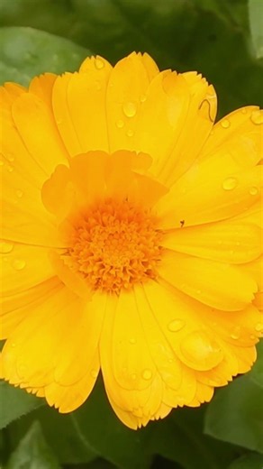 La caléndula y su efecto antioxidante (estudios científicos) #plantasmedicinales