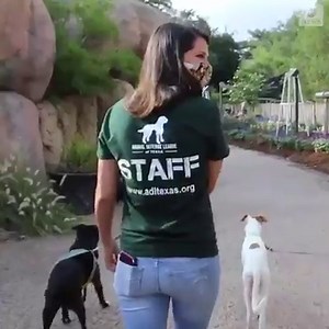 The Animal Defense League of Texas brought some foster kittens and dogs to the San Antonio Zoo. | WRTV