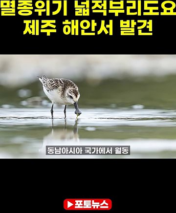 멸종위기 I급 넓적부리도요 제주 해안서 발견 #멸종위기 #넓적부리도요 #제주 #I급 #조류