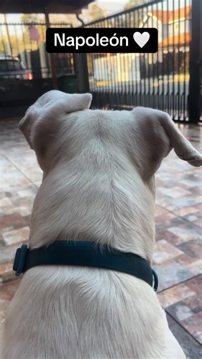 Vida Loca de Napoleón, el Influencer Canino 🤍