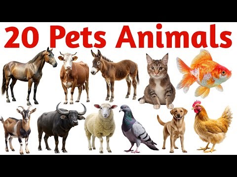 20 पालतू जानवरों के नाम सीखें | 20 Pet Animals Names for Kids Fun Learning with Pictures and Sounds